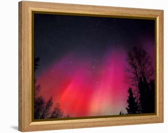 Curtains of Northern Lights above Fairbanks, Alaska, USA-Hugh Rose-Framed Premier Image Canvas