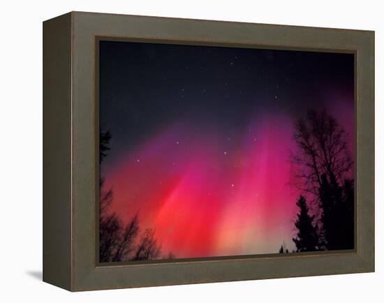 Curtains of Northern Lights above Fairbanks, Alaska, USA-Hugh Rose-Framed Premier Image Canvas