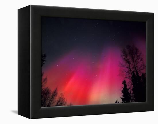 Curtains of Northern Lights above Fairbanks, Alaska, USA-Hugh Rose-Framed Premier Image Canvas