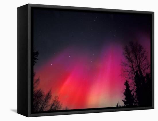 Curtains of Northern Lights above Fairbanks, Alaska, USA-Hugh Rose-Framed Premier Image Canvas