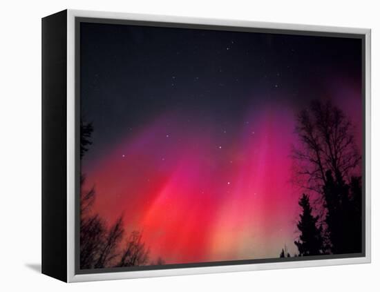 Curtains of Northern Lights above Fairbanks, Alaska, USA-Hugh Rose-Framed Premier Image Canvas