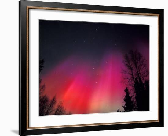 Curtains of Northern Lights above Fairbanks, Alaska, USA-Hugh Rose-Framed Photographic Print