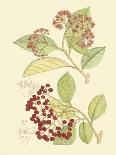 Berries & Blossoms I-Curtis-Art Print