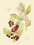 Berries & Blossoms II-Curtis-Art Print