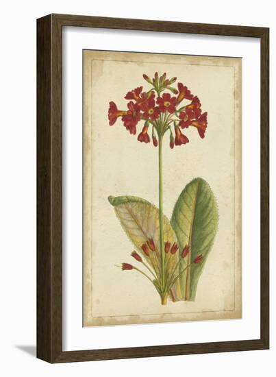 Curtis Blooms in Red I-Vision Studio-Framed Art Print