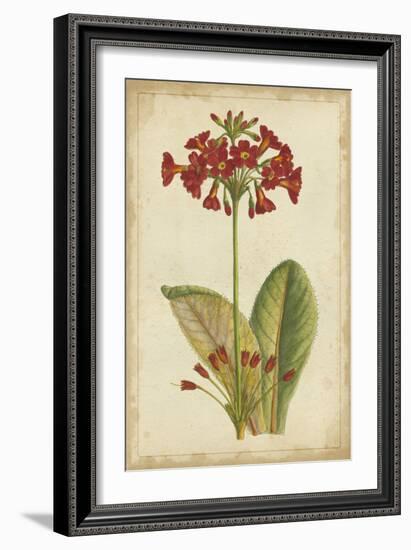 Curtis Blooms in Red I-Vision Studio-Framed Art Print