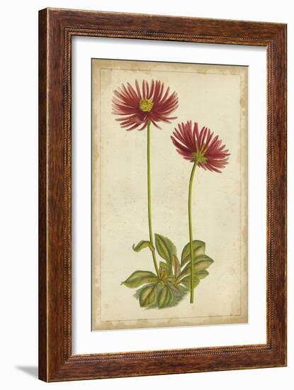 Curtis Blooms in Red II-Vision Studio-Framed Art Print