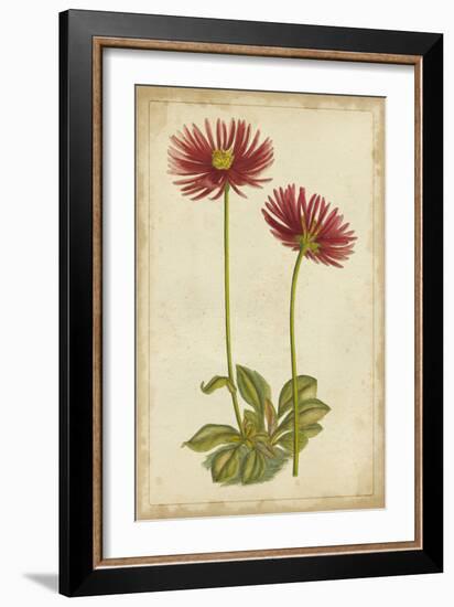 Curtis Blooms in Red II-Vision Studio-Framed Art Print