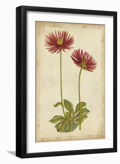 Curtis Blooms in Red II-Vision Studio-Framed Art Print