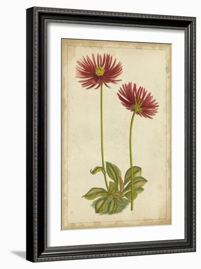 Curtis Blooms in Red II-Vision Studio-Framed Art Print