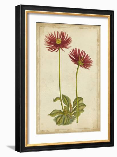 Curtis Blooms in Red II-Vision Studio-Framed Art Print