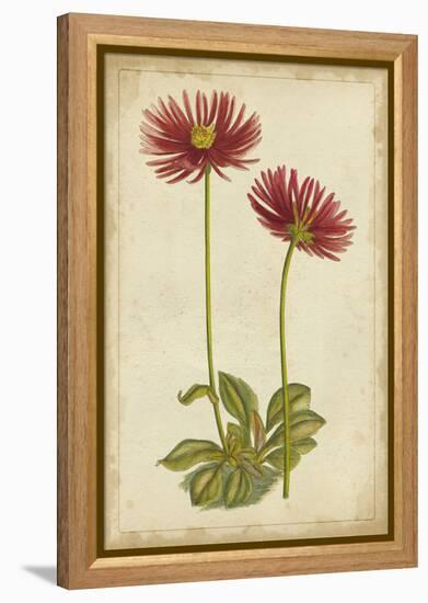 Curtis Blooms in Red II-Vision Studio-Framed Stretched Canvas