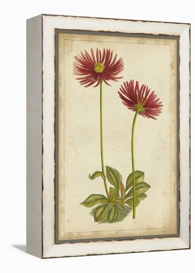 Curtis Blooms in Red II-Vision Studio-Framed Stretched Canvas