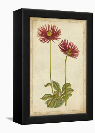 Curtis Blooms in Red II-Vision Studio-Framed Stretched Canvas