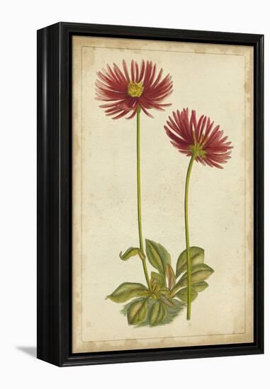 Curtis Blooms in Red II-Vision Studio-Framed Stretched Canvas