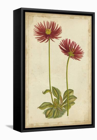 Curtis Blooms in Red II-Vision Studio-Framed Stretched Canvas