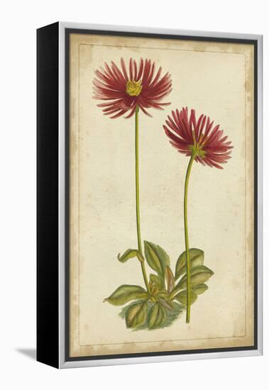 Curtis Blooms in Red II-Vision Studio-Framed Stretched Canvas