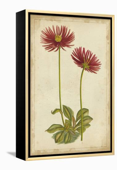 Curtis Blooms in Red II-Vision Studio-Framed Stretched Canvas