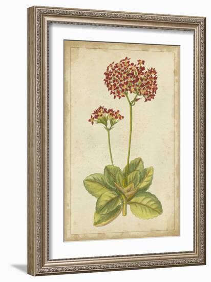 Curtis Blooms in Red III-Vision Studio-Framed Art Print