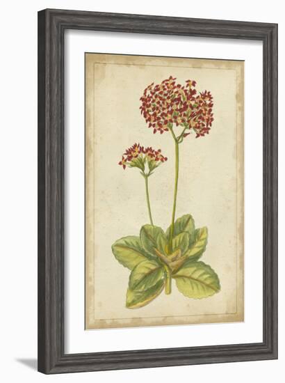 Curtis Blooms in Red III-Vision Studio-Framed Art Print