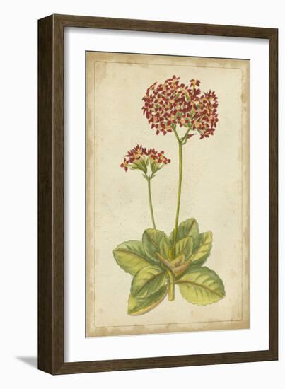 Curtis Blooms in Red III-Vision Studio-Framed Art Print