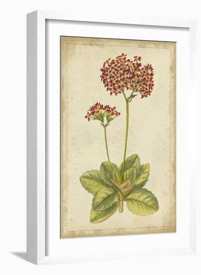 Curtis Blooms in Red III-Vision Studio-Framed Art Print