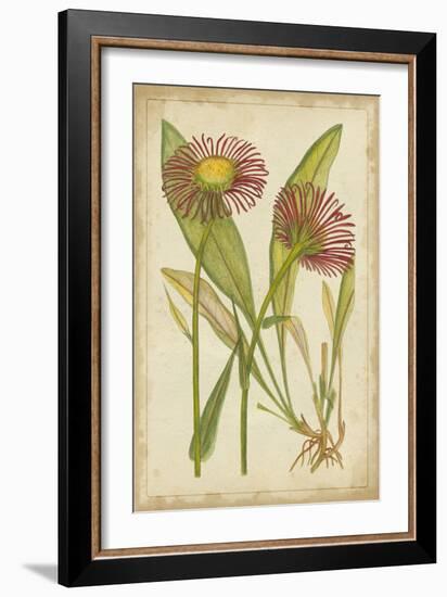 Curtis Blooms in Red IV-Vision Studio-Framed Art Print