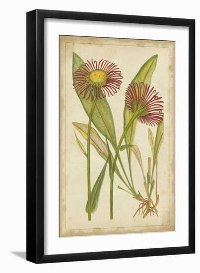 Curtis Blooms in Red IV-Vision Studio-Framed Art Print