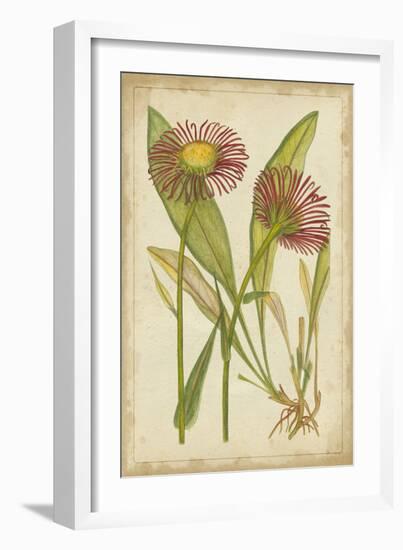 Curtis Blooms in Red IV-Vision Studio-Framed Art Print