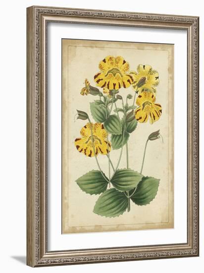 Curtis Blooms in Yellow I-Vision Studio-Framed Art Print