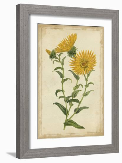 Curtis Blooms in Yellow II-Vision Studio-Framed Art Print