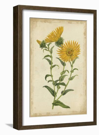 Curtis Blooms in Yellow II-Vision Studio-Framed Art Print