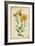 Curtis Blooms in Yellow II-Vision Studio-Framed Art Print