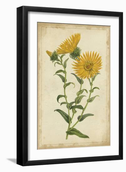 Curtis Blooms in Yellow II-Vision Studio-Framed Art Print