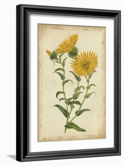 Curtis Blooms in Yellow II-Vision Studio-Framed Art Print