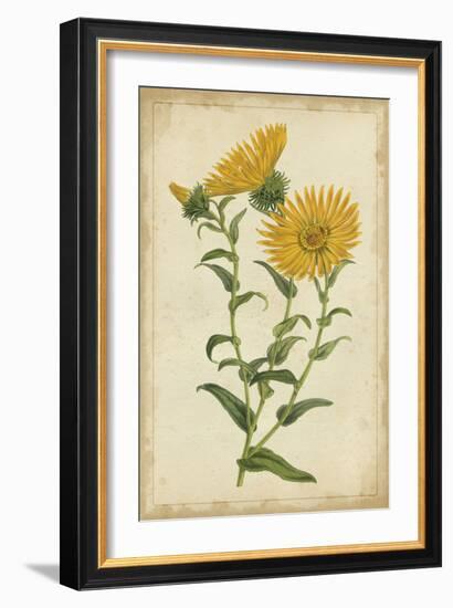 Curtis Blooms in Yellow II-Vision Studio-Framed Art Print