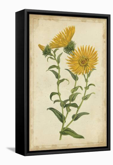 Curtis Blooms in Yellow II-Vision Studio-Framed Stretched Canvas