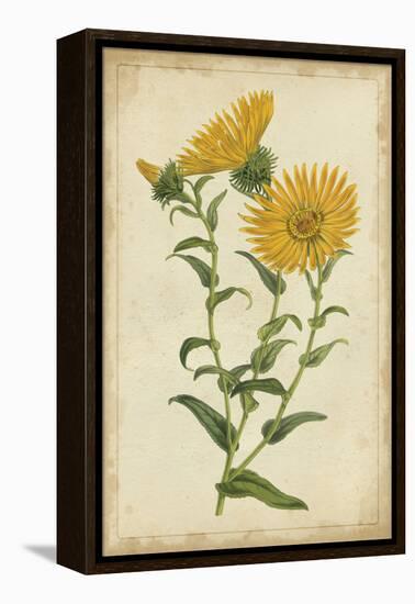 Curtis Blooms in Yellow II-Vision Studio-Framed Stretched Canvas