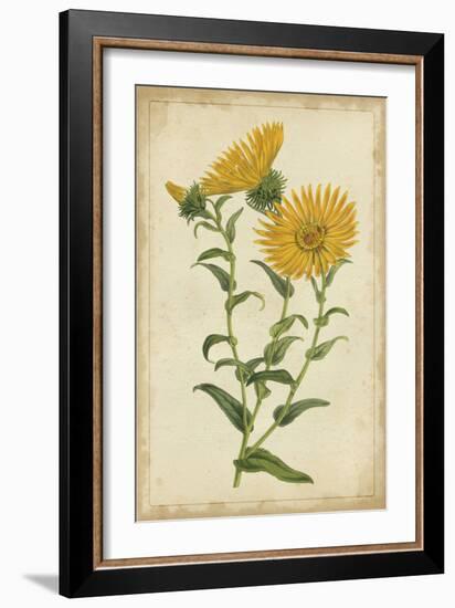 Curtis Blooms in Yellow II-Vision Studio-Framed Premium Giclee Print