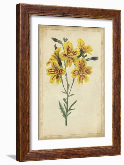 Curtis Blooms in Yellow IV-Vision Studio-Framed Art Print