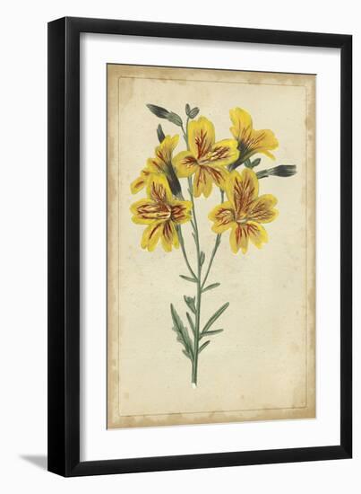 Curtis Blooms in Yellow IV-Vision Studio-Framed Art Print
