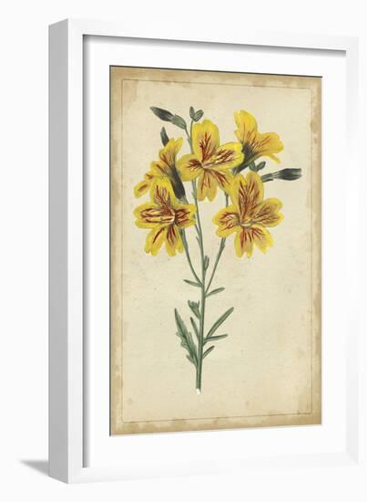 Curtis Blooms in Yellow IV-Vision Studio-Framed Art Print