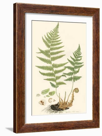 Curtis Ferns II-Curtis-Framed Art Print