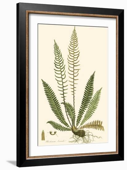 Curtis Ferns III-Curtis-Framed Art Print