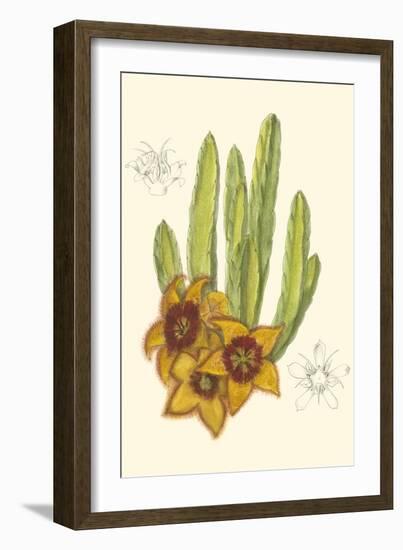 Curtis Flowering Cactus III-Samuel Curtis-Framed Art Print