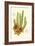 Curtis Flowering Cactus III-Samuel Curtis-Framed Art Print