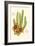 Curtis Flowering Cactus III-Samuel Curtis-Framed Art Print