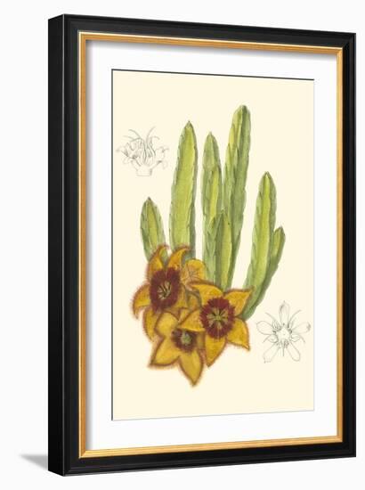 Curtis Flowering Cactus III-Samuel Curtis-Framed Art Print