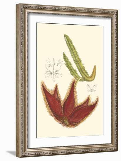 Curtis Flowering Cactus IV-Samuel Curtis-Framed Art Print