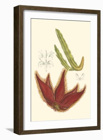 Curtis Flowering Cactus IV-Samuel Curtis-Framed Art Print